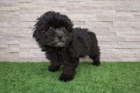 シーズー×トイプードル