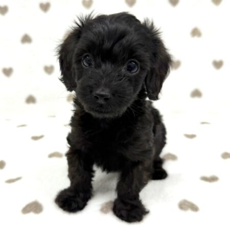 父：トイプードル×母：ミニチュアダックスフンド