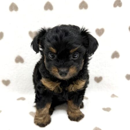 父：トイプードル×母：ロングコートチワワ