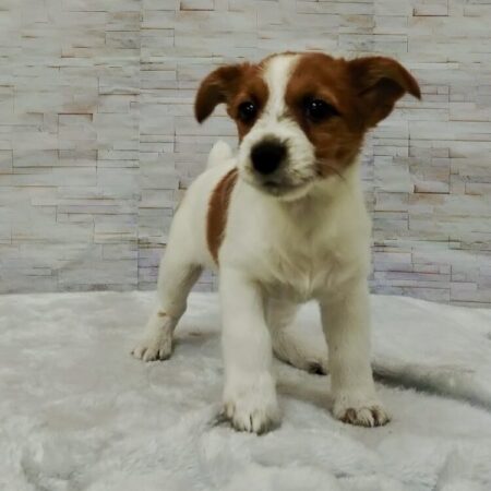 ジャック・ラッセル・テリア