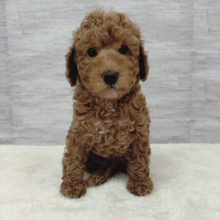 トイプードル