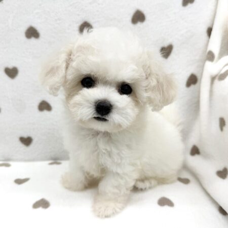 父トイプードル×母ビションフリーゼ