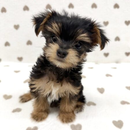 父マルチーズ×母ヨークシャテリア