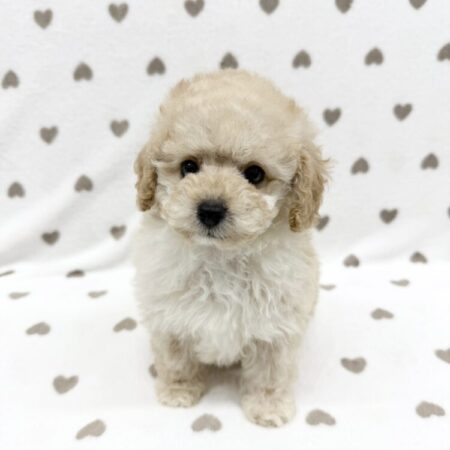 トイ・プードル