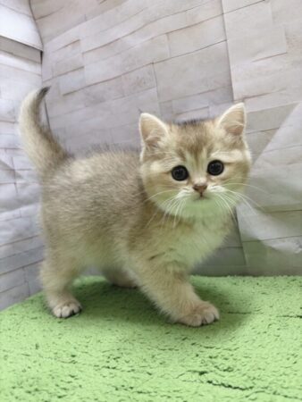 ブリティッシュショートヘア