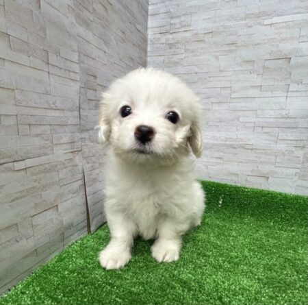 MIX(父:マルチーズ×母ミニチュアダックスフンド)