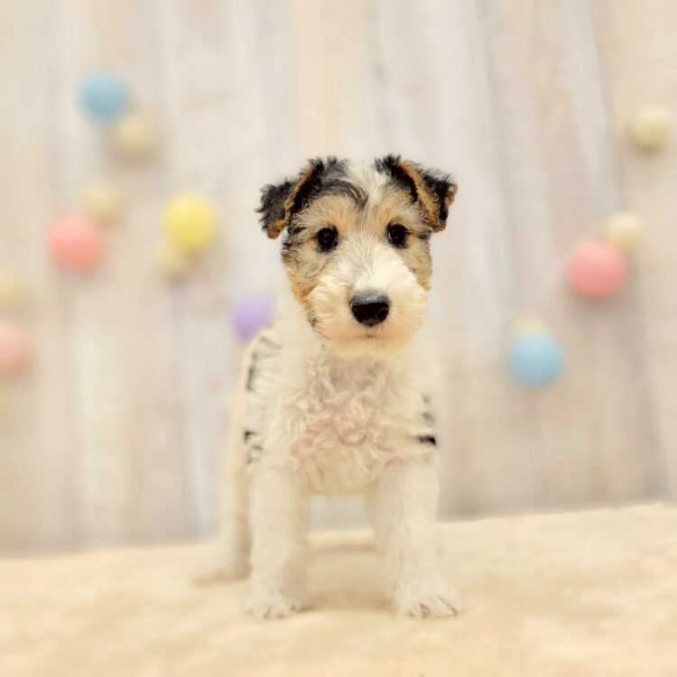 アフロ犬 セット ぬいぐるみ 大量 ジャンク(アフロ犬)｜売買され