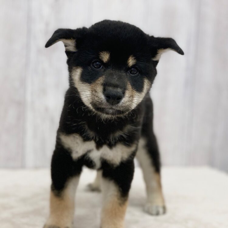 茶しばきいぬ 茶々丸ちゃん8歳最後の夜でした🐕🎵 ひと足早くプレゼントを着て