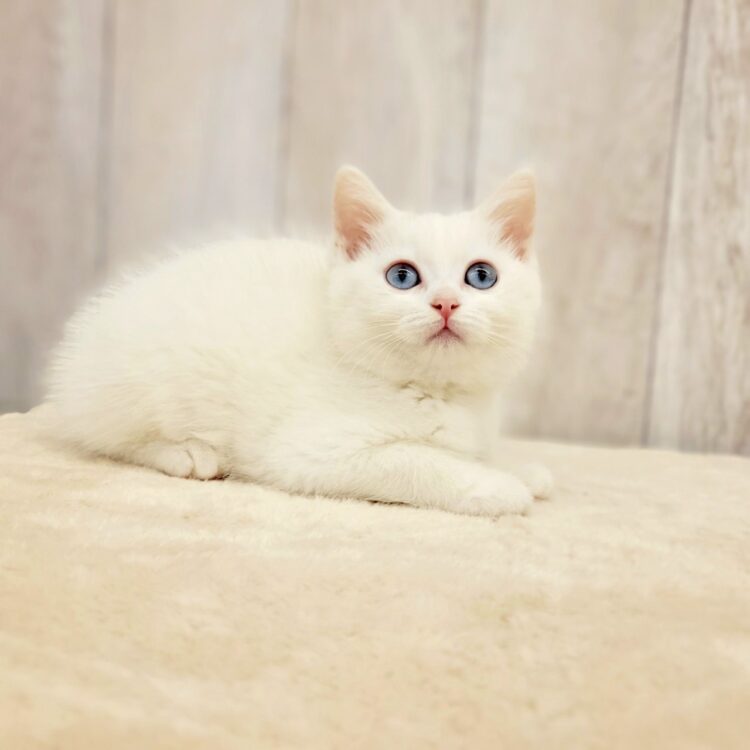 猫美(^-^)/ページ♡︎ child_img_1_35c4c996ecc2.jpg