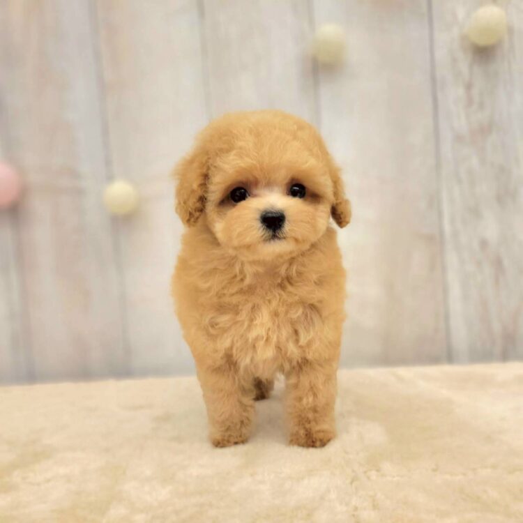 akashi289 - ペットショップ ケン & ワン