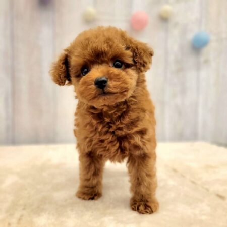 トイ・プードル