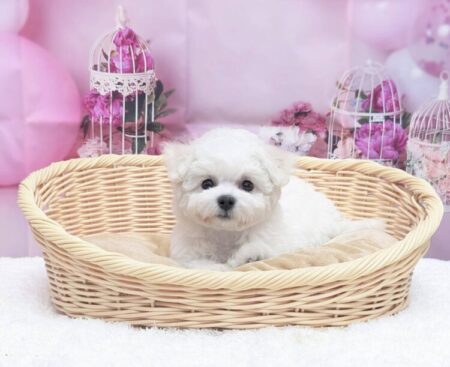 ビションフリーゼ