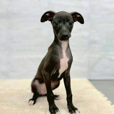 イタリアングレイハウンド