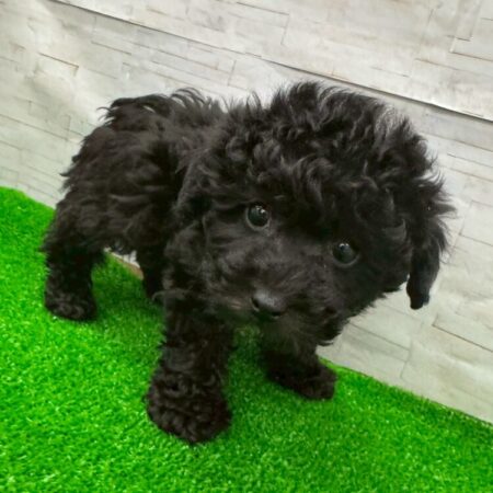 トイプードル×ビションフリーゼ