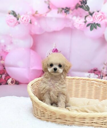 トイ・プードル