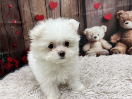 マルチーズ×ポメラニアン