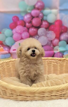 トイ・プードル