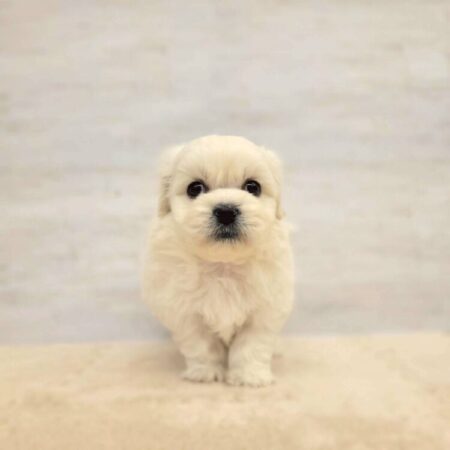 ペキニーズ×ビションフリーゼ