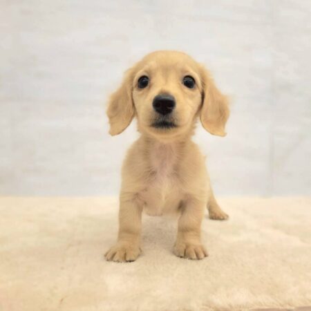 ミニチュア・ダックスフンド