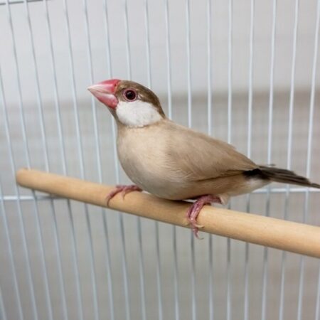 シナモン文鳥