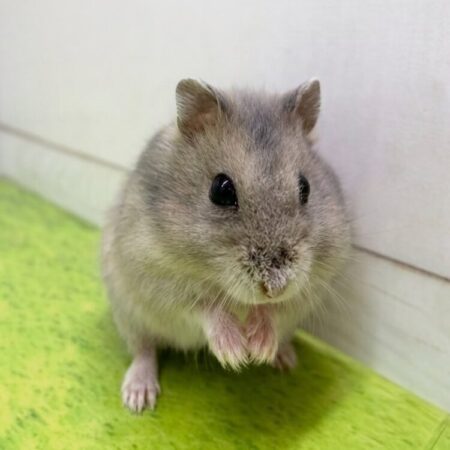 ブルーサファイアハムスター