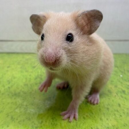 キンクマハムスター