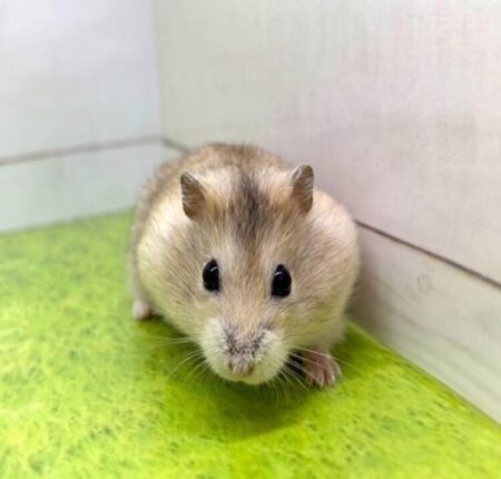 プディングジャンガリアン