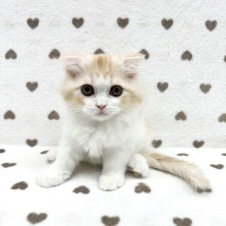 スコティッシュフォールド