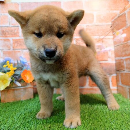 柴犬