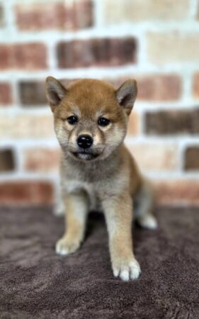 柴犬