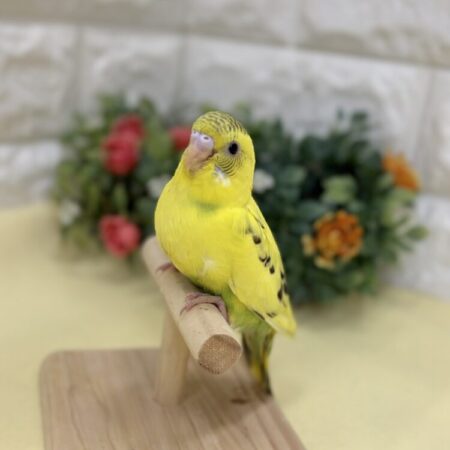 インコ