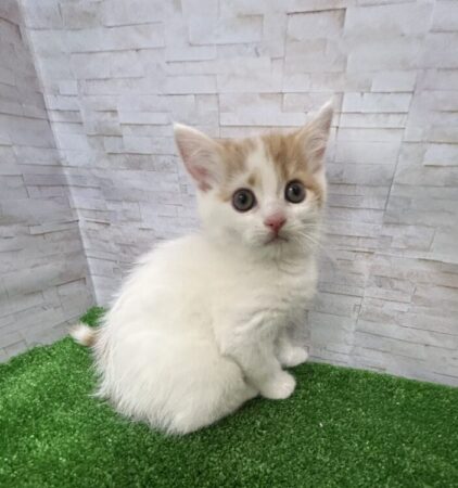 スコティッシュフォールド