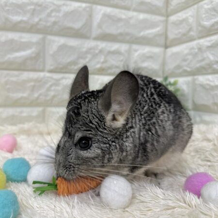 チンチラ