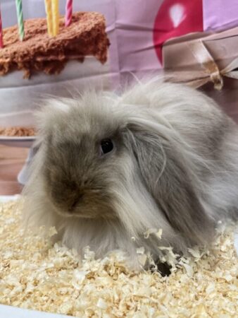 うさぎ