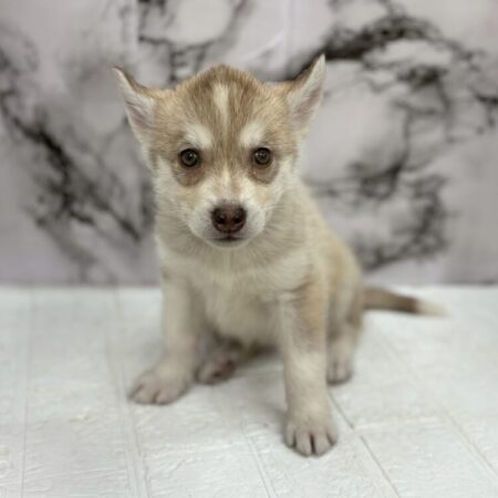 シベリアンハスキー