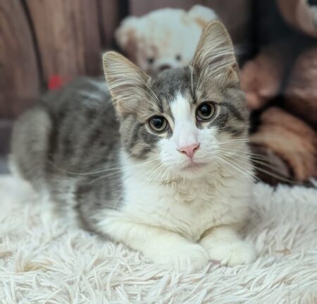 ノルウェージャンフォレストキャット