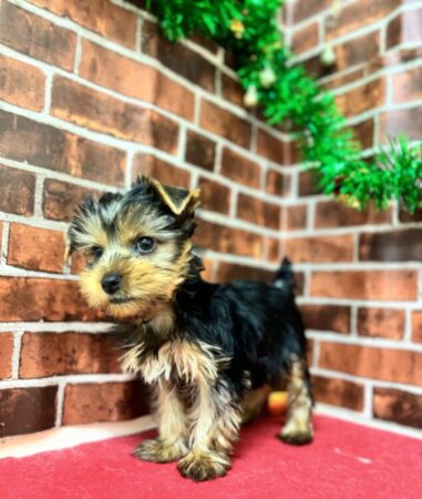 ヨークシャーテリア