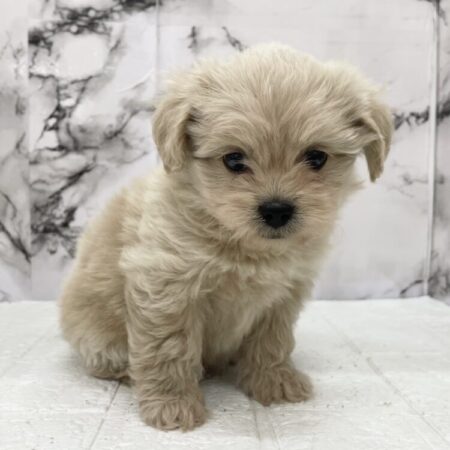 ペキニーズ×トイプードル