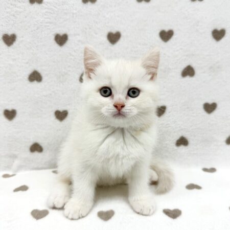 ブリティッシュ