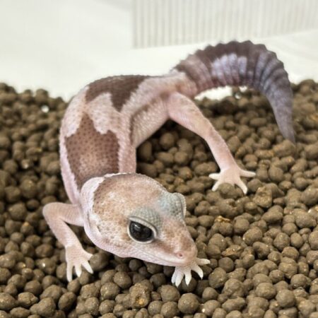 ニシアフリカトカゲモドキ
