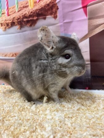 チンチラ