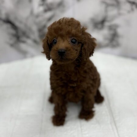 トイ・プードル