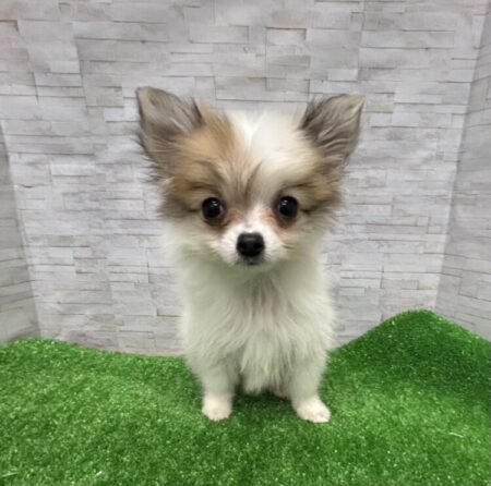 MIX(父:ポメラニアン×チワワ)