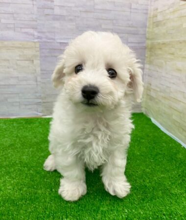 ビションフリーゼ