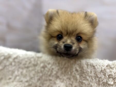 ポメラニアン