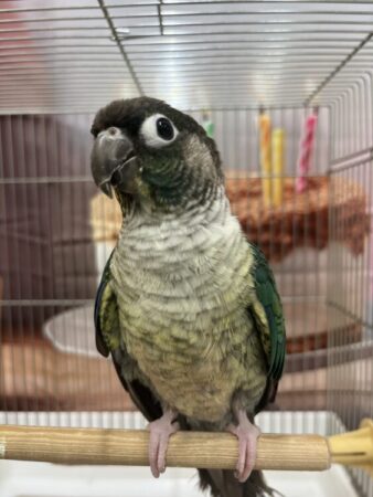 ウロコインコ