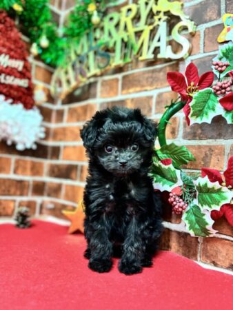 MIX(チワワ×プードル)