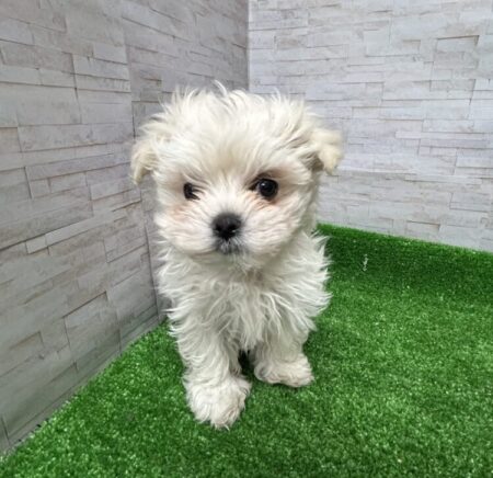 MIX(父:マルチーズ×母ポメラニアン)