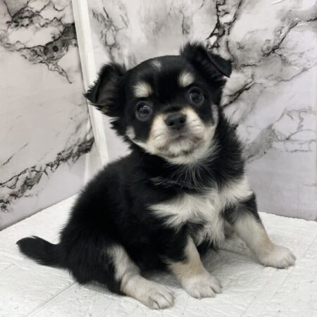 ロングコートチワワ