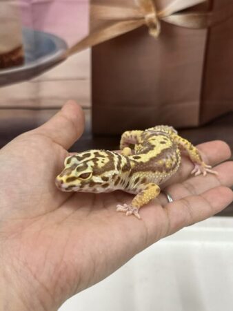 爬虫類